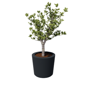 Plantekasse i glasfiber - Konisk - Ø 63 x 52 cm - RAL7021 mat (sortgrå) - Med bund