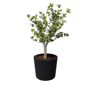 Plantekasse i glasfiber - Konisk - Ø 63 x 52 cm - RAL7021 mat (sortgrå) - Med bund