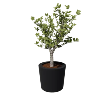 Plantekasse i glasfiber - Konisk - Ø 63 x 52 cm - RAL7021 mat (sortgrå) - Med bund