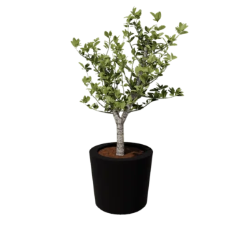 Plantekasse i glasfiber - Konisk - Ø 63 x 52 cm - RAL9005 mat (sort) - Med bund