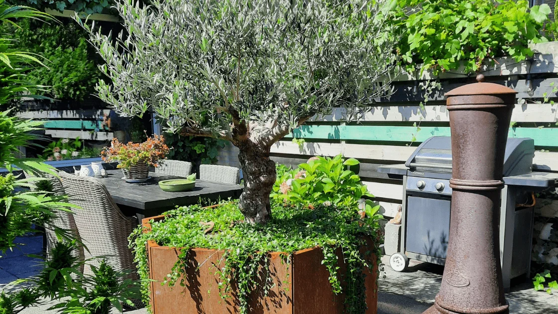 Oliventræ i en stor krukke: vælg den rigtige krukke og tips til pleje